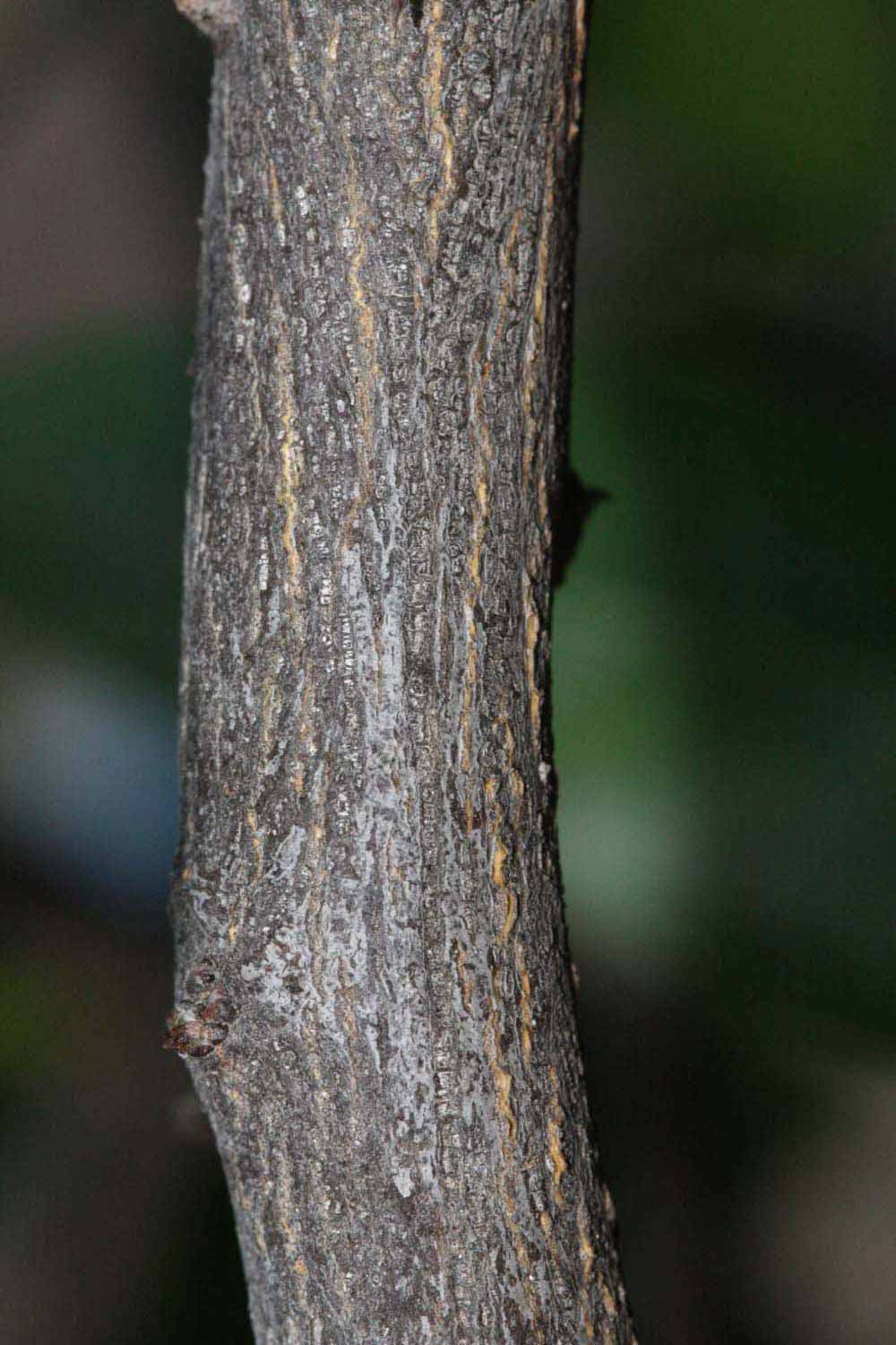              Second - third year twig (Riverside, CA)       